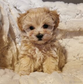 Maltipoo - 3