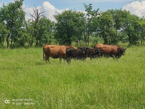 Aberdeen Angus - 3