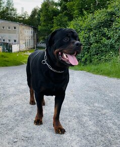 rottweiler - 3