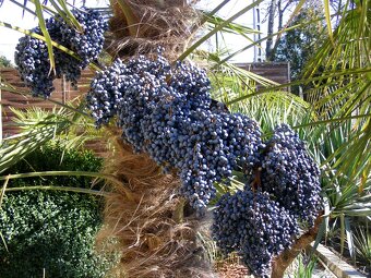 Palmové semená . Trachycarpus fortunei - 3