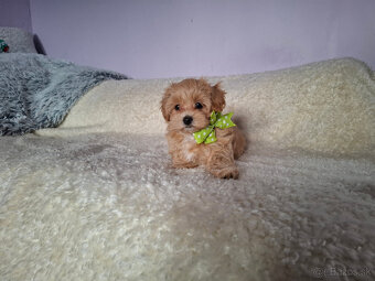 Maltipoo - 3