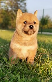 Shiba inu - 3