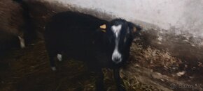 Pl baran Zwartbles - 3