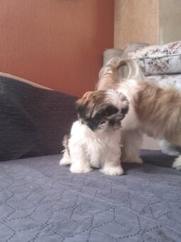 Shi-tzu s PP / shih-tzu / shitzu - 3