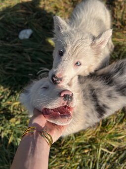 Border kólia - blue merle - 3