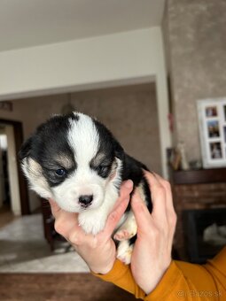 Welsh Corgi Pembroke - 3