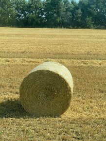 Lucerka a slama na predaj - 3