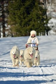 SAMOJED štěňátka s PP rezervace jaro 2025 - 3