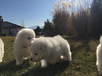 Samojed bez pp - 3