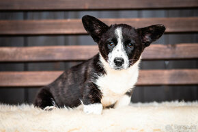 Pejsci welsh corgi cardigan s PP - 3