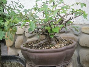 bonsai,bonsaj-javor shohin - 3