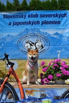 Shiba inu  s PP - 3