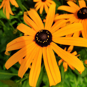 Rudbeckia žiarivá - 3