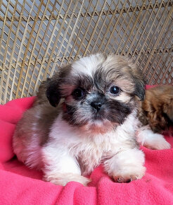 Šteniatka Shih Tzu - 3