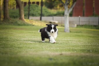 Border Kólia šteniatka Plánovaný vrh - Border Collie puppies - 3