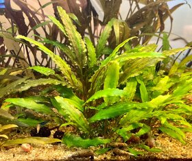 Cryptocoryne walkeri, Cryptocoryne becketti, wendti green - 3