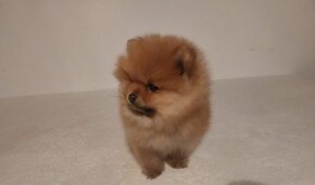 Pomeranian - 3