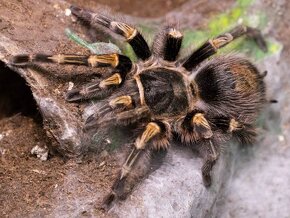 Grammostola pulchripes 0.1 - 3