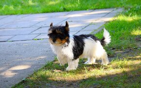 Biewer-yorkshirsky terrier - 3