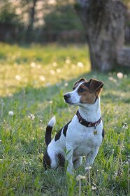 Jack Russel - KRYTIE - 3