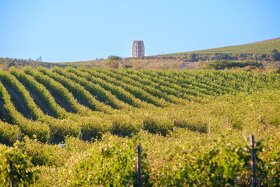 Na predaj jedinečné Tokajské vinice aj s celou firmou - 3