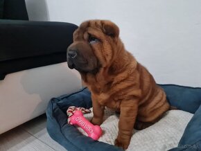 ⭐️SHAR-PEI šteniatko - 3