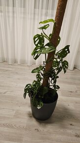 Monstera adansonii 0,5m vysoká - 3