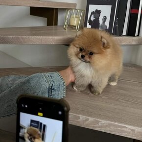 Pomeranian mini Boo - 3