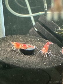 Krevetky Crystal Red (Caridina cf. cantonensis) - 3