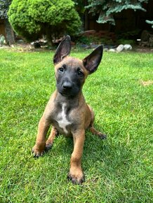 Predám šteňatá belgického ovčiaka MALINOIS s PP - 3