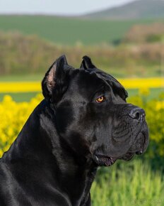 FCI Cane Corso - 3