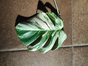 Monstera albo Variegata - odrezky aj ako darček - 3