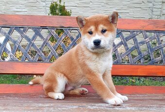 Shiba inu - 3