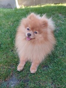 Pomeranian psik - 3