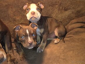 American bully pocket - 3