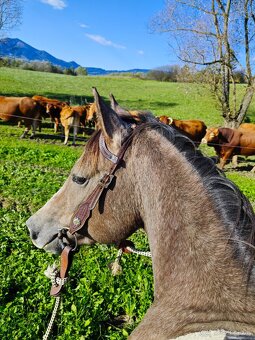 Pripuštanie American Quarter Horse ,QH , AQH - 3