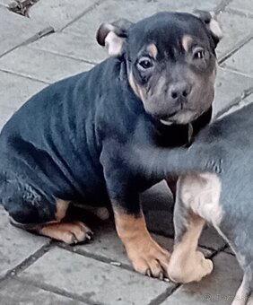 American bully poket - 3