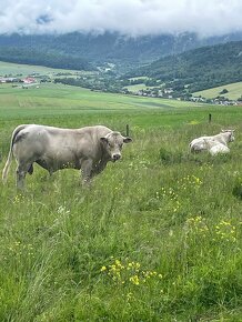 Plemenny byk charolais - 3