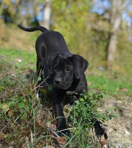 Cane corso s PP /FCI - 3