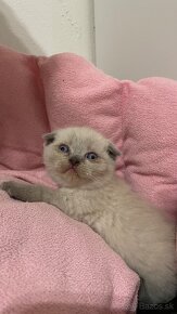 Škótska klapouchá mačka scottish fold-straight mačiatka - 3