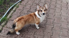 Welsh Corgi Pembroke s PP - 3