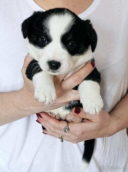 Prodám štěňata Welsh Corgi Cardigan s PP - 3