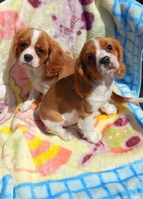 Cavalier, Cavalier king charles spaniel, Kavalier - 3