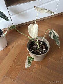 Monstera deliciosa / albo variegated - 3