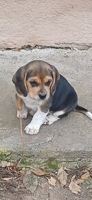 Šteniatka beagle - 3