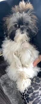 shih-tzu šteňiatko (shi tzu, si-tzu, shitzu, si-cu) shi tzu, - 3