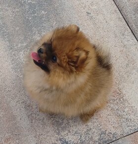 Nemecky spic pomeranian - 3