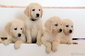 Zlatý retriever/ Golden retriever - 3