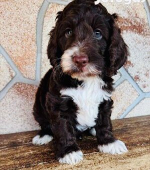 Cockapoo cavapoo  maltipoo - 3