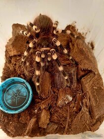 Acanthoscurria Geniculata (samička) - 3